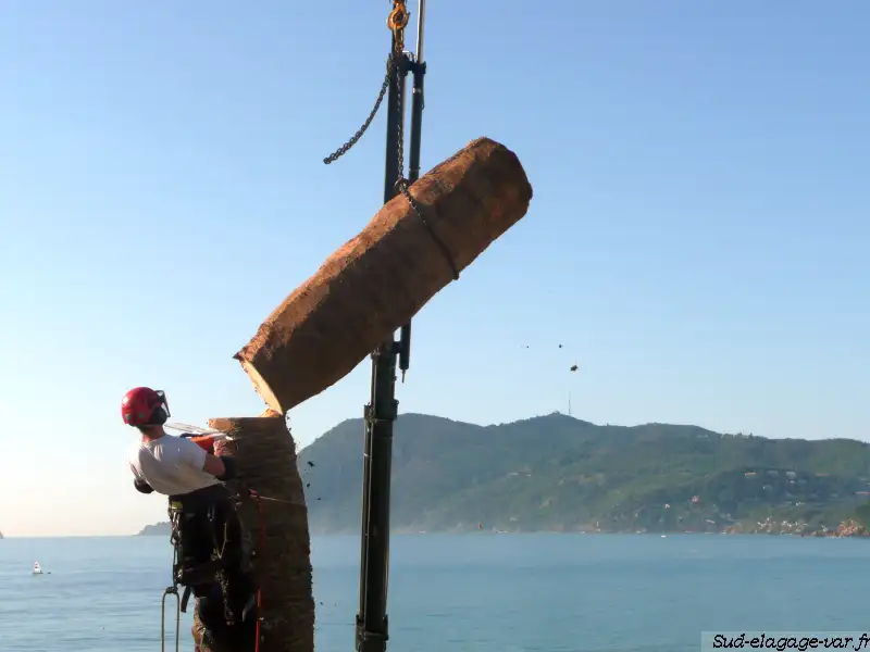 Tronçon de stipe suspendu à la grue au-dessus de la mer pendant l'abattage d'un grand palmier