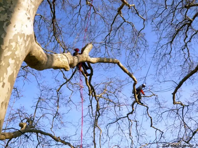 Deux arboristes-grimpeurs Sud Élagages encordés dans un grand platane, tronçonneuse au baudrier