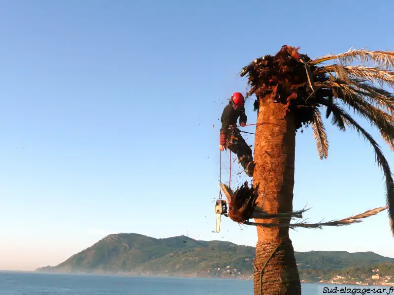 Arboriste-grimpeur harnaché taillant la tête d'un palmier au-dessus du littoral varois