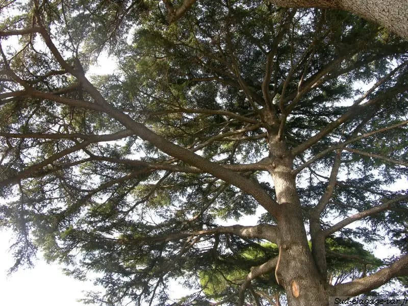 Cèdre taillé en rideau aux lignes nettes après le passage de Sud Élagages