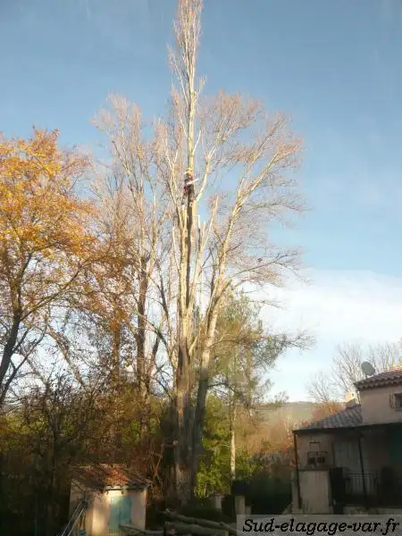 Grimpeur en cours de réduction de couronne dans un grand peuplier proche d'une habitation