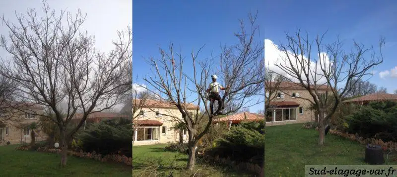 Taille de formation d'un jeune arbre : trois vues du même sujet, grimpeur à l'œuvre au centre