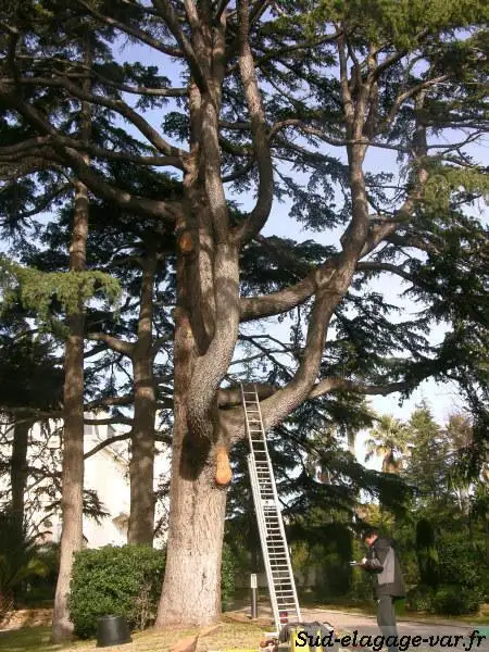 Grand cèdre en cours de taille d'entretien, échelle dressée contre le tronc et opérateur au pied de l'arbre