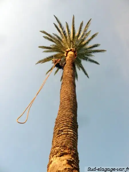 Grimpeur dans la tête d'un palmier de grande hauteur, corde de rappel le long du stipe