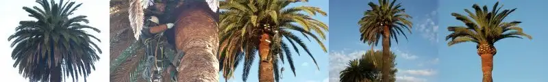 Série de palmiers taillés par Sud Élagages : boule remontée et stipe lissé