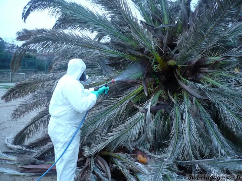 Opérateur Sud Élagages en combinaison intégrale traitant un palmier contre le charançon rouge