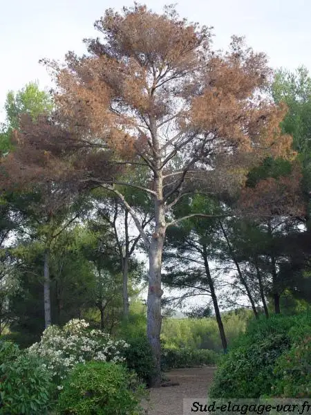 Pin entièrement roussi, mort sur pied au milieu d'un jardin varois