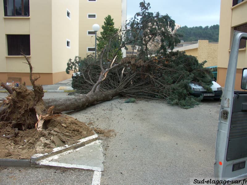 Enlèvement d'urgence d'un arbre tombé après une tempête