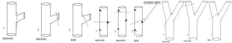Schéma technique comparant les mauvais et bons angles de coupe sur branche, sur tronc et près d'un bourgeon latent
